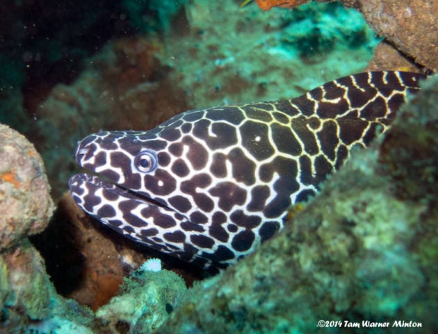 fish, fish friday, #fishfriday, dive