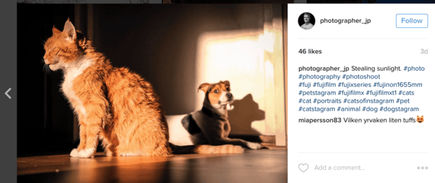 cat and dog hashtags