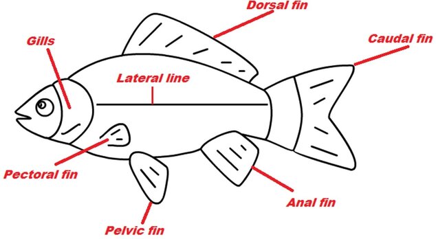 Fins enable maneuverability Chordates AskNature