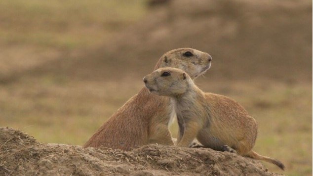 Black-tailed prairie dogs on SPLT Preserve (c) SPLT