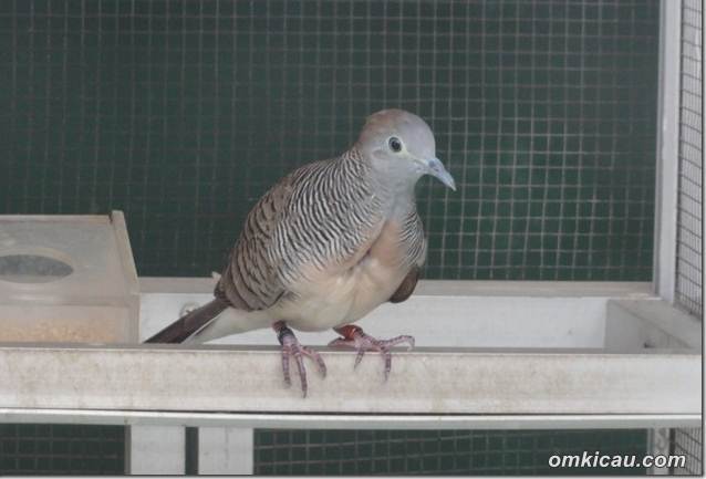 download suara burung perkutut download suara burung perkutut
