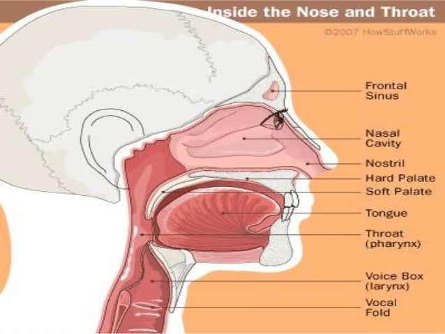 Anatomie et rôle de la cavité buccale 2 Cavité buccale, anatomie de la bouche, la langue, la mâchoire, le pharynx