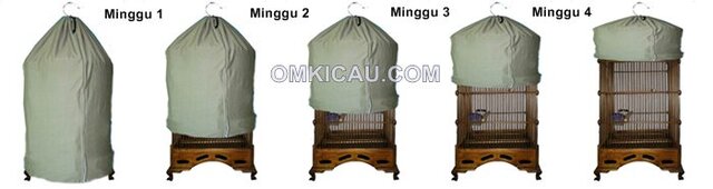 Merawat burung bakalan yang sulit jinak