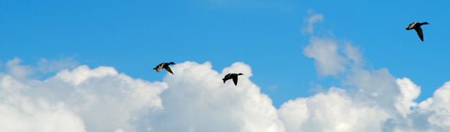 birds ציפורים עפות בשמים