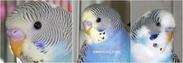 Warna cere burung jantan