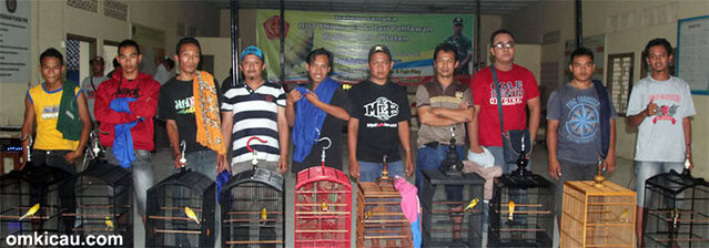 Finalis kenari Standar B