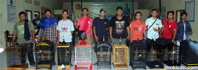 Finalis kenari Standar Kecil