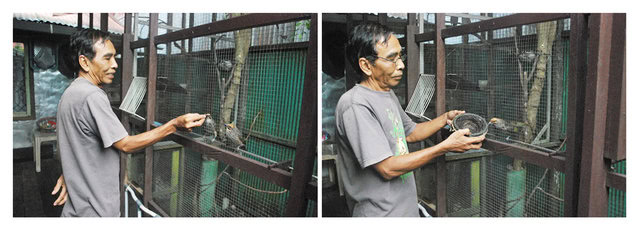 kandang-terbuka-cucakrowo2 kandang-terbuka-cucakrowo