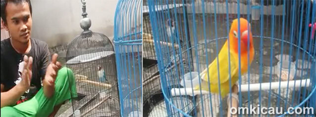 Om Pithek, pengorbit lovebird jawara