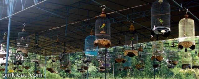 Lomba lovebird