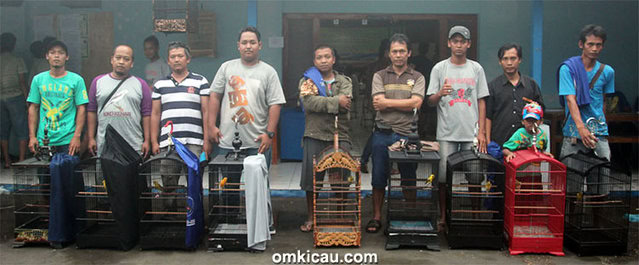 Finalis kenari Standar A