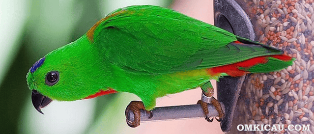 Burung serindit melayu