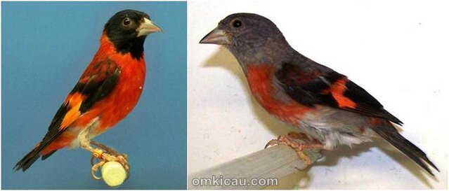 Red siskin jantan dan betina