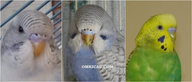 Warna cere burung parkit betina