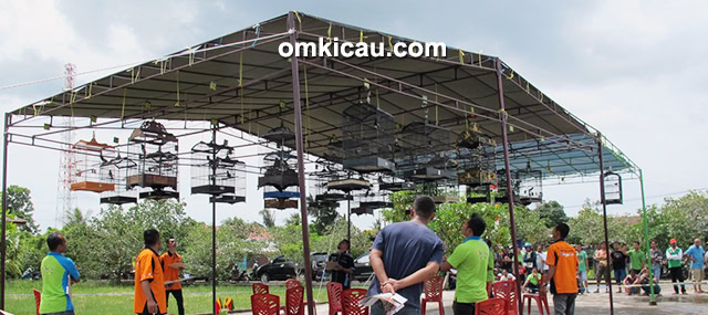 Lomba burung Piala Tungkal Team