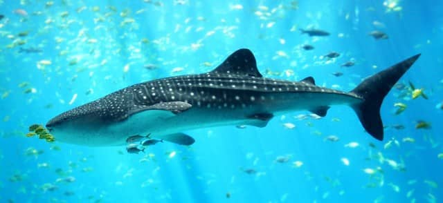 whale shark day, whale shark, whale sharks, marine megafauna foundation, travels with tam