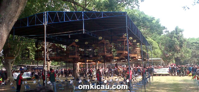 Kelas cucak hijau Piala Raja 2014