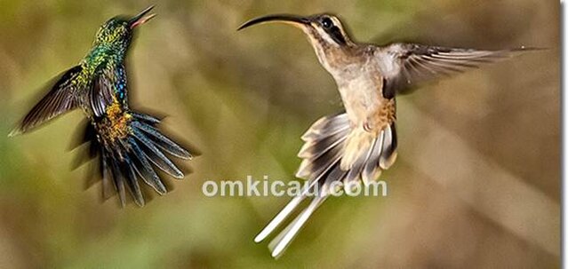 Burung kolibri paruh panjang yang mengusir kolibri lain