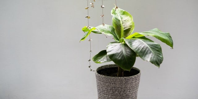 dwarf banana plant dwarf banana plant