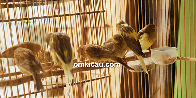 Marcopollo Canary Kotagede