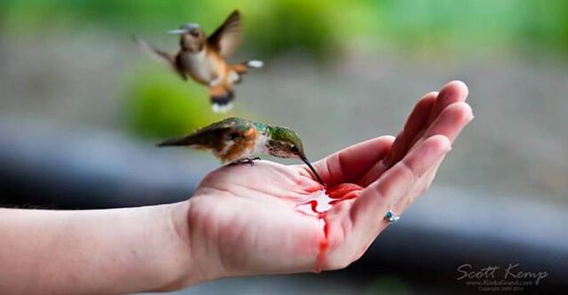Burung kolibri