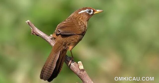 Download audio burung hwamei