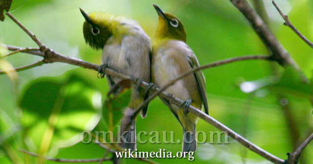 PLECI JEPANG DI ALAM BEBAS
