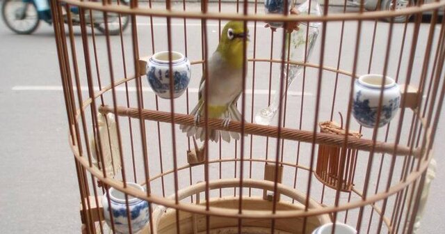 Pleci