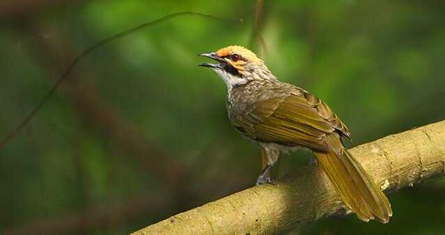 Memaster burung cucak rawa