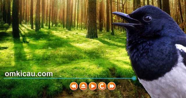 Kombinasi suara alam dan suara burung betina untuk memulihkan burung yang stress