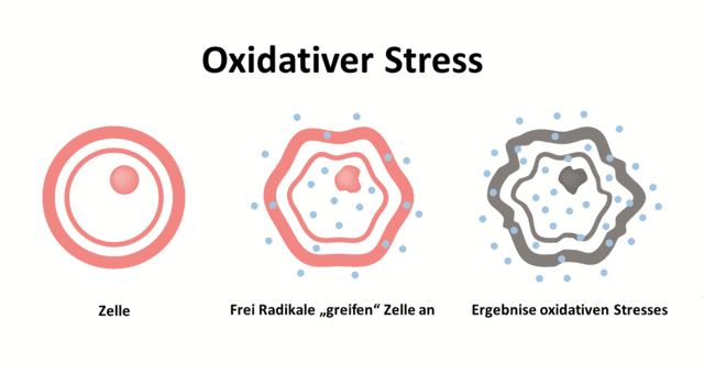 oxidativer-stress Oxidativer Stress verursacht kann Zelltod, Krebs, gehemmte Eiweißbildung, Zerstörung von Rezeptoren an Zelloberflächen verursachen.