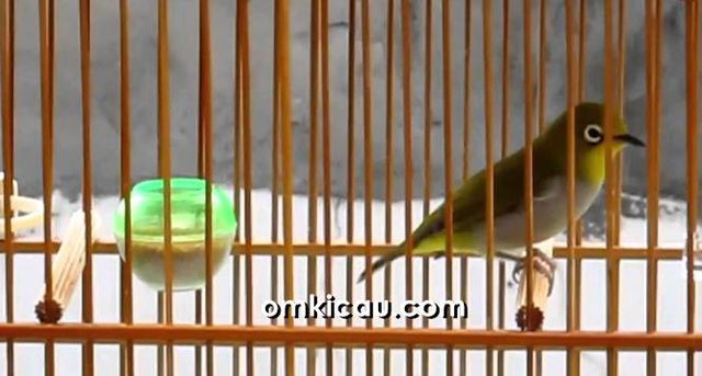 Burung pleci