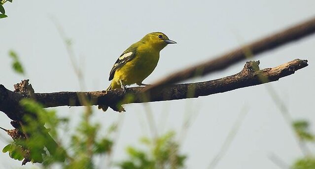 Suara burung sirtu