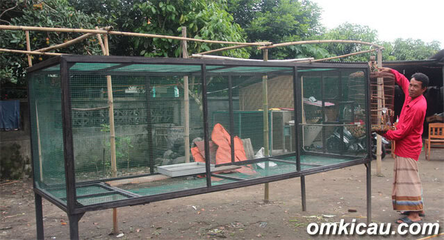 USAI MABUNG, SETIAP PAGI KACER SAKRAL DIUMBAR DALAM KANDANG BESAR