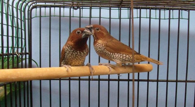 Beda jantan betina burung bondol peking