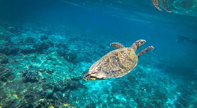 Snorkel next to turtles Gili T