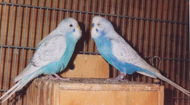 Ternak burung parkit