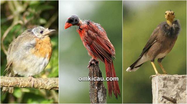 Burung mengalami kebotakan