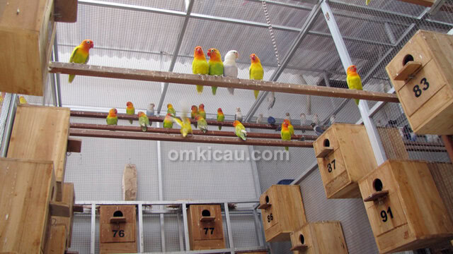 Breeding lovebird Goes KM