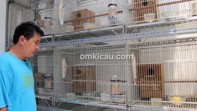 Breeding lovebird Goes KM