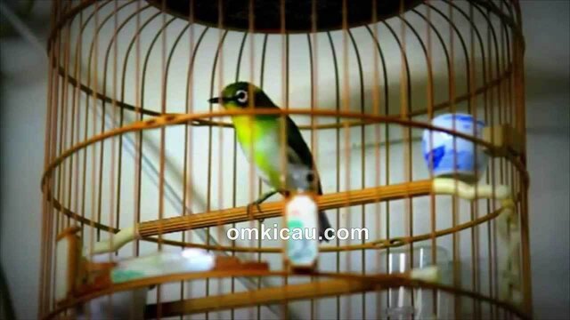 burung pleci