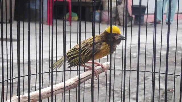 Burung manyar semakin digemari karena kemampuanya berkicau