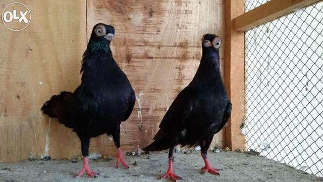 Merpati budapest dengan tubuh seluruhnya berwarna hitam