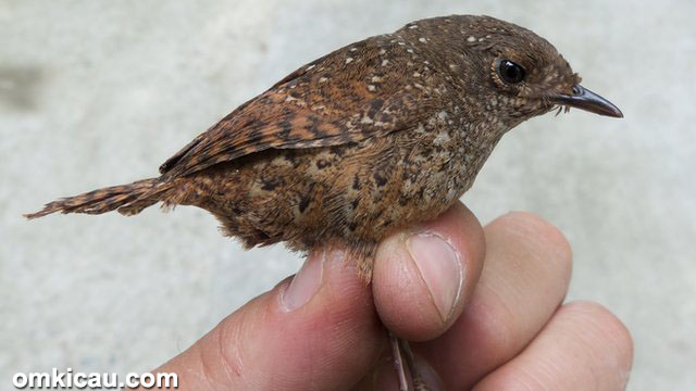 spesies burung baru - Spotted wren-babbler