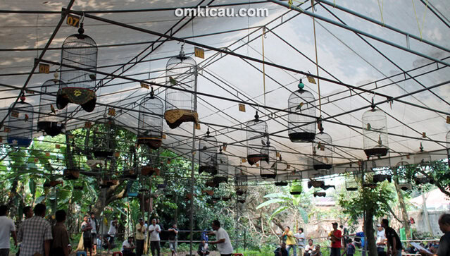 Suasana lomba burung di Cinere Enterprise Jakarta