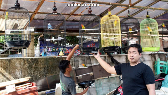 Bteeding lovebird JP Bird Farm Depok