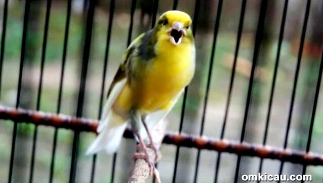 Video kenari Olig-Olig Jr-2