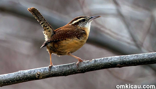 Suara kicauan burung carolina wren