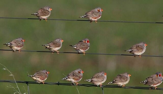 Burung pipit zebra