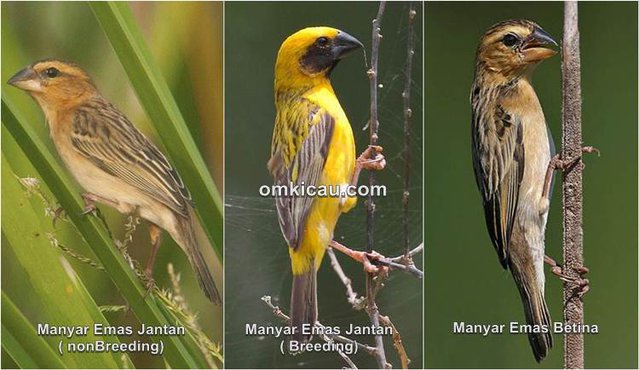 Manyar emas jantan betina